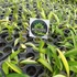 Kép 8/14 - Epipremnum amplissimum 'Variegata'