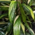 Kép 1/14 - Epipremnum amplissimum 'Variegata'