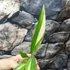 Kép 3/14 - Epipremnum amplissimum 'Variegata'