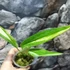 Kép 4/14 - Epipremnum amplissimum 'Variegata'