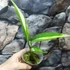 Kép 6/14 - Epipremnum amplissimum 'Variegata'
