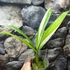 Kép 7/14 - Epipremnum amplissimum 'Variegata'