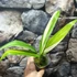 Kép 9/14 - Epipremnum amplissimum 'Variegata'
