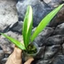 Kép 11/14 - Epipremnum amplissimum 'Variegata'