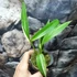 Kép 12/14 - Epipremnum amplissimum 'Variegata'