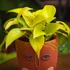 Kép 1/6 - Epipremnum aureum 'Champs Élysées'