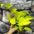 Kép 2/6 - Epipremnum aureum 'Champs Élysées'