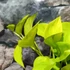 Kép 3/6 - Epipremnum aureum 'Champs Élysées'