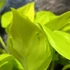 Kép 5/6 - Epipremnum aureum 'Champs Élysées'
