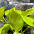 Kép 6/6 - Epipremnum aureum 'Champs Élysées'