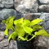 Kép 4/6 - Epipremnum aureum 'Champs Élysées'