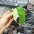 Kép 3/5 - Epipremnum pinnatum 'Marble King' cserép nélküli dugvány