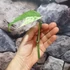 Kép 5/5 - Epipremnum pinnatum 'Marble King' cserép nélküli dugvány