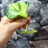 Kép 3/5 - Epipremnum pinnatum 'Happy Leaf' levél nélküli dugvány