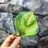 Kép 4/5 - Epipremnum pinnatum 'Happy Leaf' levél nélküli dugvány