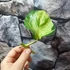 Kép 5/5 - Epipremnum pinnatum 'Happy Leaf' levél nélküli dugvány