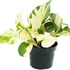 Kép 1/5 - Epipremnum pinnatum 'Happy Leaf' levél nélküli dugvány