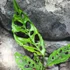 Kép 4/8 - Monstera obliqua 'Peru' 2 növény/cserép
