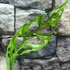 Kép 6/8 - Monstera obliqua 'Peru' 2 növény/cserép