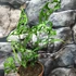 Kép 2/8 - Monstera obliqua 'Peru' 2 növény/cserép