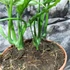 Kép 5/8 - Monstera obliqua 'Peru' 2 növény/cserép