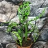 Kép 3/8 - Monstera obliqua 'Peru' 2 növény/cserép