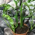 Kép 7/8 - Monstera obliqua 'Peru' 2 növény/cserép