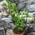 Kép 8/8 - Monstera obliqua 'Peru' 2 növény/cserép