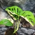 Kép 1/8 - Monstera Adansonii Variegata, értékcsökkentett termék