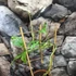 Kép 2/8 - Monstera Adansonii Variegata, értékcsökkentett termék