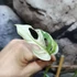 Kép 3/8 - Monstera Adansonii Variegata, értékcsökkentett termék