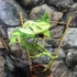 Kép 4/8 - Monstera Adansonii Variegata, értékcsökkentett termék