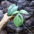 Kép 6/17 - Amydrium medium 'Silver'