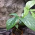 Kép 8/17 - Amydrium medium 'Silver'