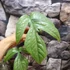 Kép 2/17 - Amydrium medium 'Silver'