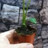 Kép 8/13 - Monstera adansonii Mint