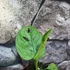 Kép 6/13 - Monstera adansonii Mint