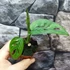 Kép 9/13 - Monstera adansonii Mint