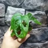 Kép 7/13 - Monstera adansonii Mint