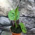 Kép 11/13 - Monstera adansonii Mint