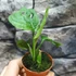 Kép 12/13 - Monstera adansonii Mint