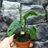 Kép 13/13 - Monstera adansonii Mint
