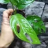 Kép 10/13 - Monstera adansonii Mint