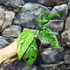 Kép 5/13 - Monstera adansonii Mint