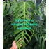 Kép 1/9 - Monstera Esqueleto