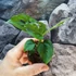 Kép 2/9 - Monstera Esqueleto