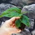 Kép 3/9 - Monstera Esqueleto