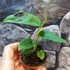 Kép 4/9 - Monstera Esqueleto