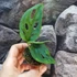Kép 5/9 - Monstera Esqueleto