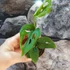 Kép 6/9 - Monstera Esqueleto